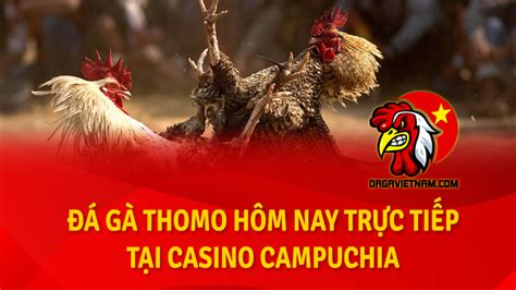 Xem đá gà trực tiếp Thomo Campuchia mới nhất hôm nay, có .